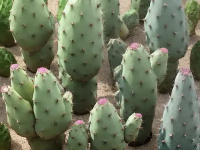 Erect Prickly Pear (Opuntia Stricta)