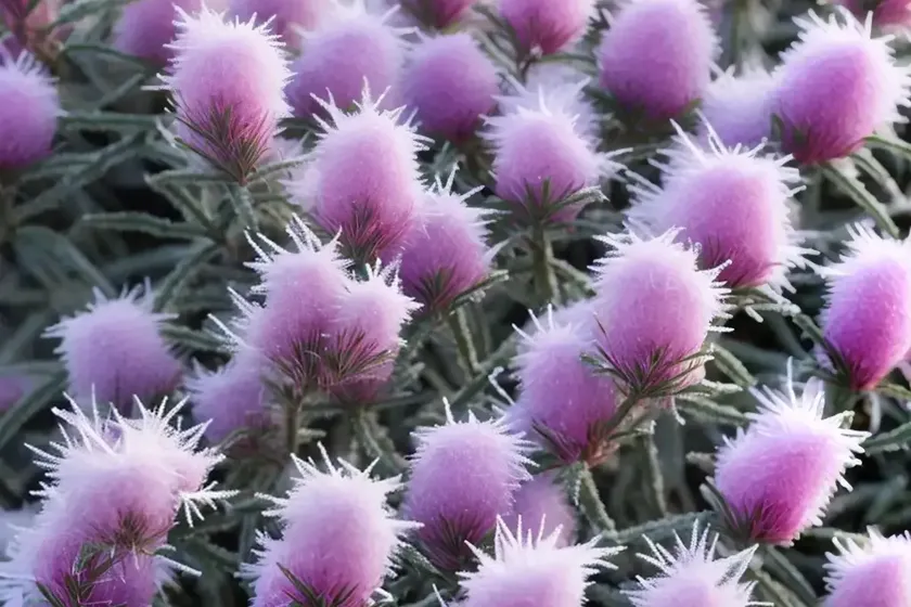 Erica carnea ‘ice princess’ (winter heath) — photo 2