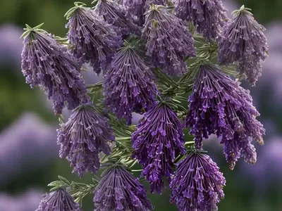 Erica Cinerea ‘Velvet Night’ (Bell Heather)