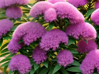 Erica X Darleyensis ‘Arthur Johnson’ (Winter Heath)