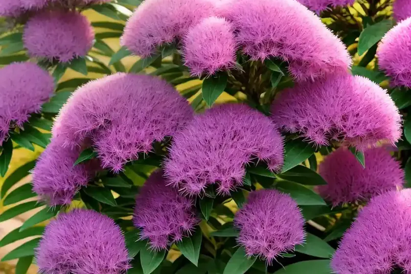 Erica x darleyensis ‘arthur johnson’ (winter heath)