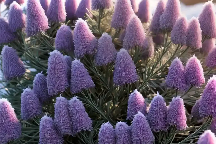 Erica x darleyensis ‘ghost hills’ (winter heath) — photo 3
