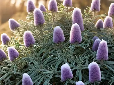 Erica X Darleyensis ‘Ghost Hills’ (Winter Heath)