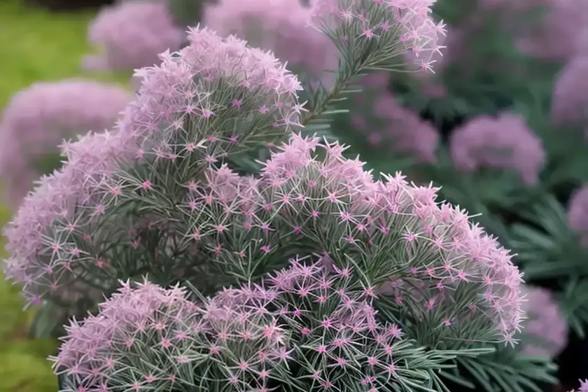 Erica x darleyensis ‘margaret porter’ (winter heath) — photo 2