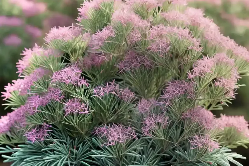 Erica x darleyensis ‘margaret porter’ (winter heath) — photo 3