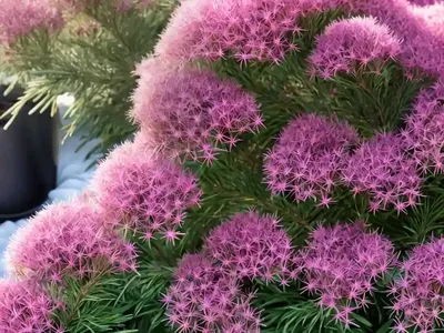 Erica X Darleyensis ‘Margaret Porter’ (Winter Heath)