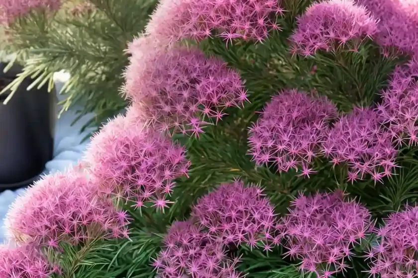 Erica x darleyensis ‘margaret porter’ (winter heath)