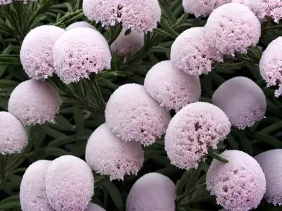 Erica X Darleyensis ‘White Perfection’ (Winter Heath)