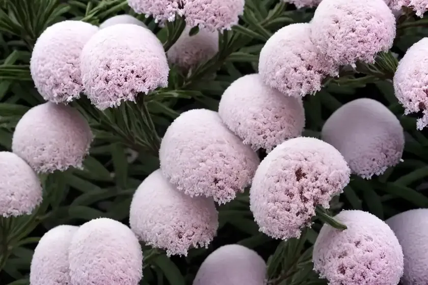Erica x darleyensis ‘white perfection’ (winter heath)