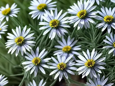 Erigeron Glaucus ‘Sea Breeze’ (Seaside Daisy)