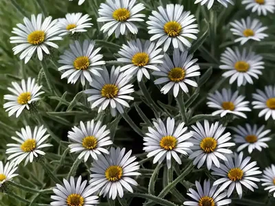 Erigeron Glaucus (Seaside Daisy)
