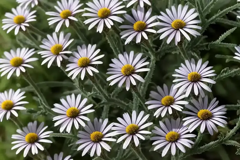 Erigeron glaucus ‘wayne roderick’ (seaside daisy) — photo 3