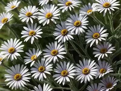 Erigeron Glaucus ‘Wayne Roderick’ (Seaside Daisy)