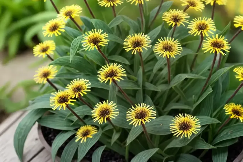 Erigeron pulchellus (robin’s plantain) — photo 3