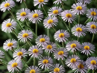 Erigeron Speciosus (Showy Fleabane)