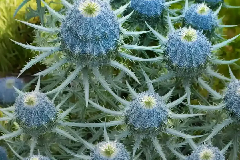 Eryngium alpinum (alpine sea holly) — photo 2