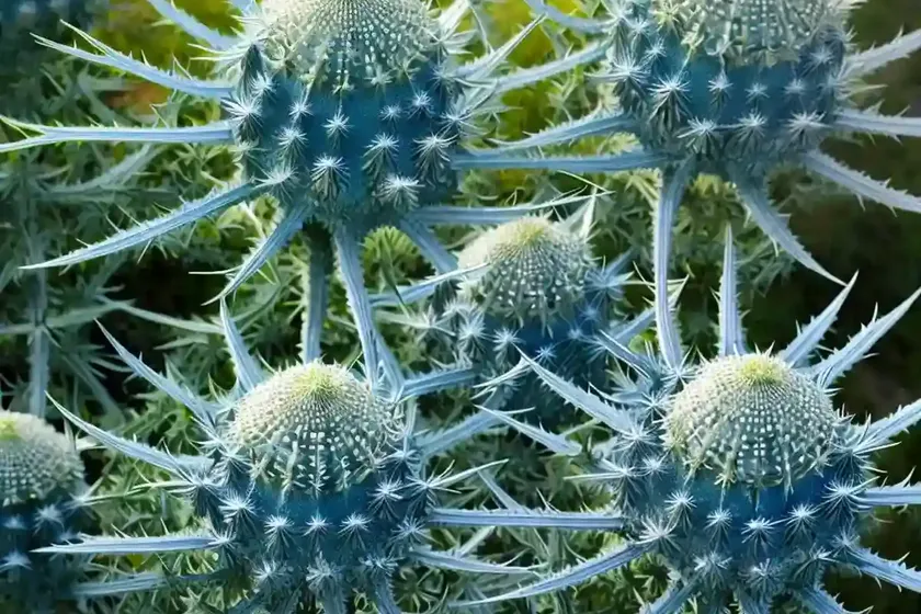 Eryngium alpinum (alpine sea holly) — photo 3