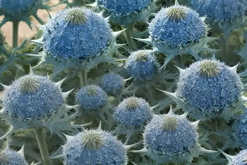 Eryngium bourgatii ‘picos blue’ (mediterranean sea holly) — photo 3