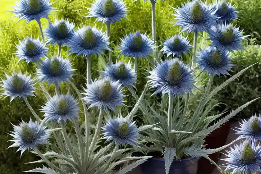 Eryngium giganteum (miss willmott’s ghost) — photo 2