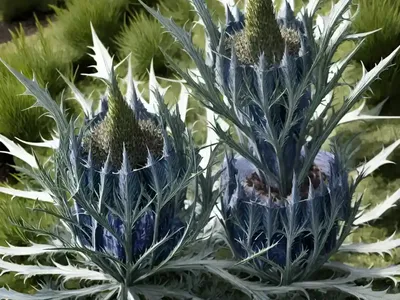 Eryngium Pandanifolium (Giant Sea Holly)