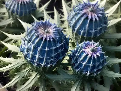 Eryngium Planum ‘Blue Cap’ (Flat Sea Holly)