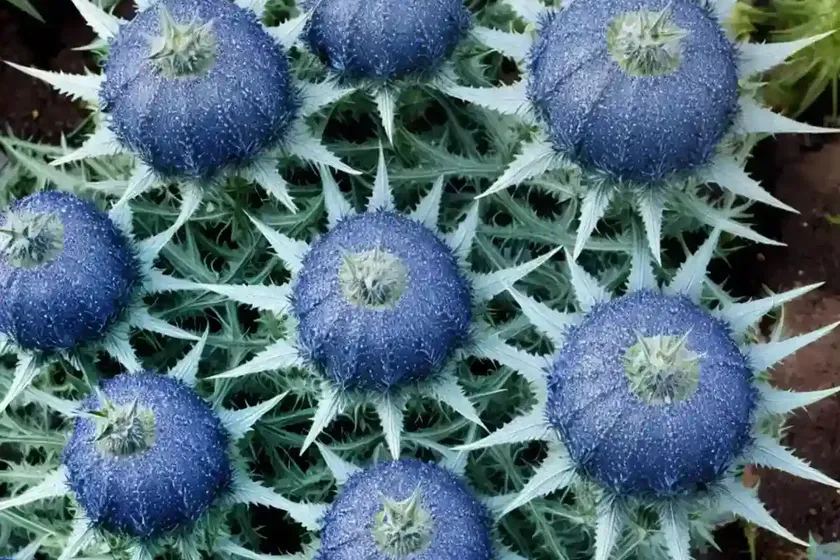 Eryngium planum ‘blue glitter’ (flat sea holly) — photo 3