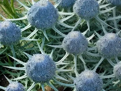 Eryngium Planum ‘Blue Hobbit’ (Sea Holly)
