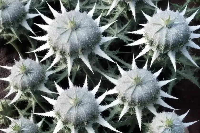 Eryngium planum ‘white glitter’ (flat sea holly) — photo 3