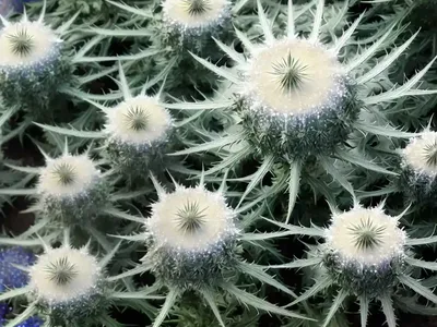 Eryngium Planum ‘White Glitter’ (Flat Sea Holly)