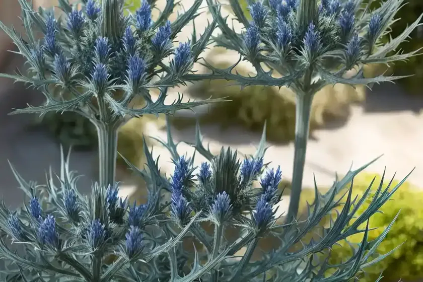 Eryngium variifolium (moroccan sea holly) — photo 2