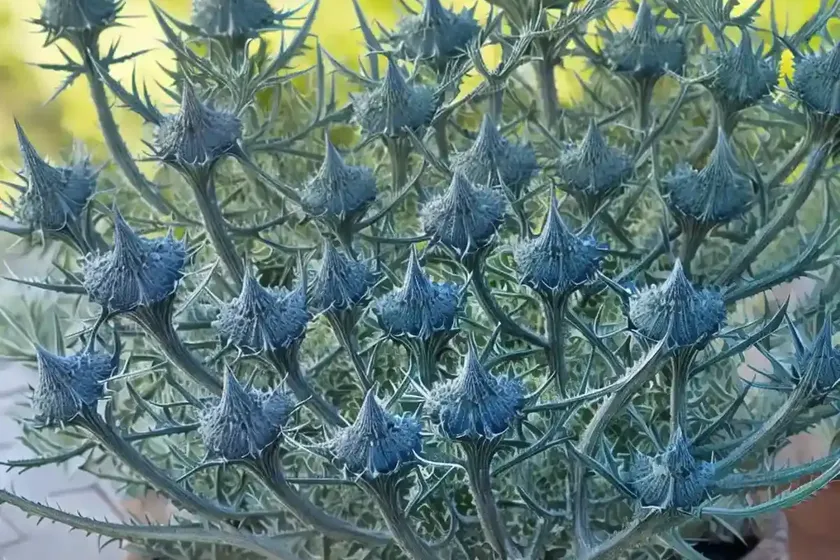 Eryngium variifolium (moroccan sea holly) — photo 3