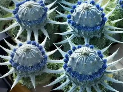 Eryngium X Zabelii ‘Big Blue’ (Sea Holly)
