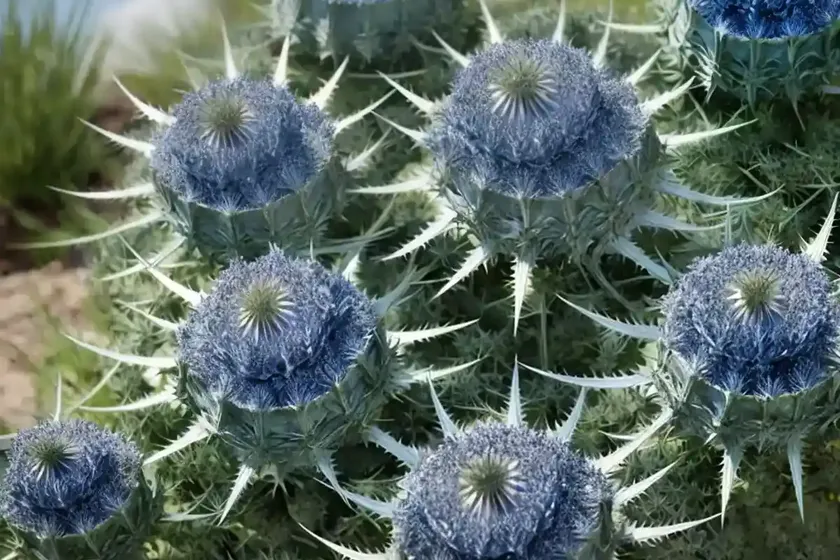Eryngium x zabelii ‘jos eijking’ (sea holly) — photo 2