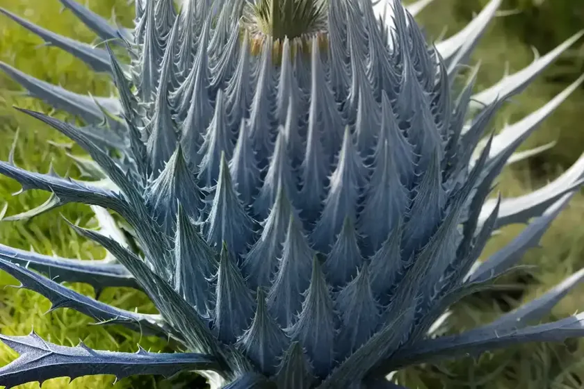 Eryngium x zabelii ‘jos eijking’ (sea holly) — photo 3