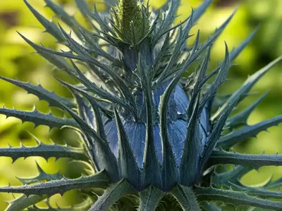 Eryngium X Zabelii ‘Neptune’s Gold’ (Sea Holly)