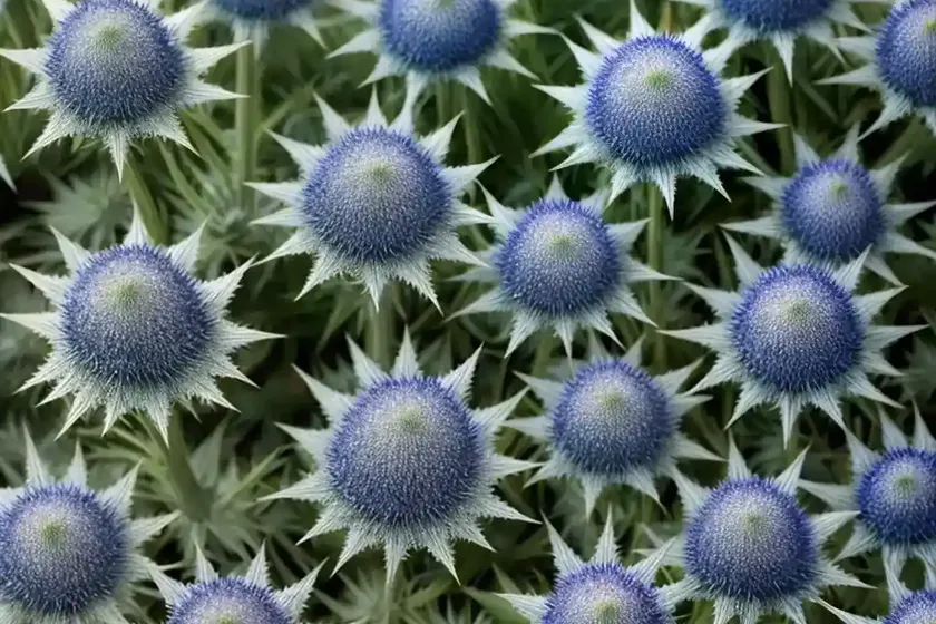 Eryngo (eryngium alpinum ‘blue star’) — photo 3