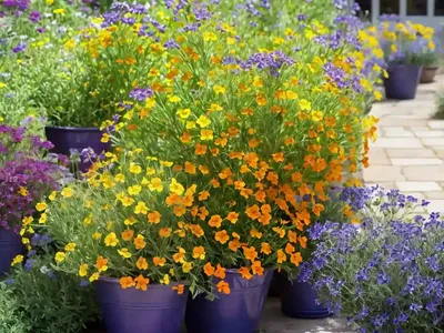 Erysimum ‘Walberton’s Fragrant Sunshine’ (Wallflower)