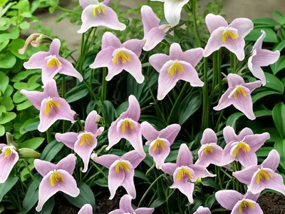Erythronium Dens-canis ‘Rose Queen’ (Dog’s Tooth Violet)