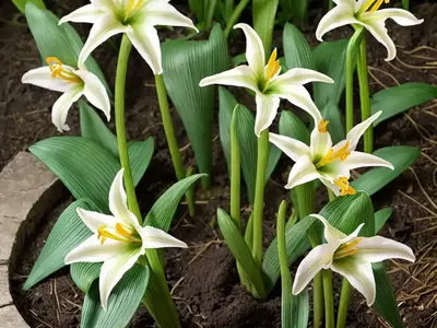 Erythronium Japonicum (Asian Fawn Lily)