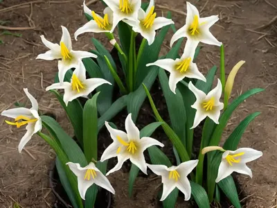 Erythronium Oregonum (Oregon Fawn Lily)
