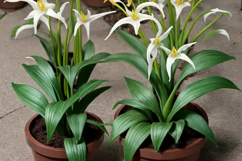 Erythronium Revolutum (Mahogany Fawn Lily)