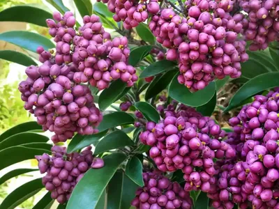 Escallonia (Escallonia X Rigida)