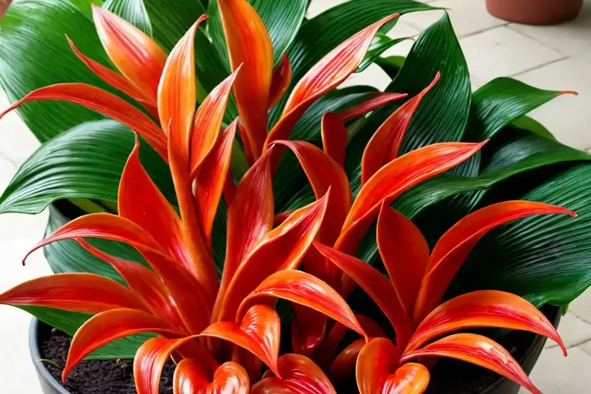Eternal flame (calathea crocata) — photo 2