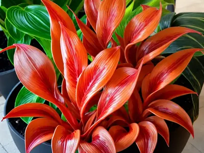 Eternal Flame (Calathea Crocata)