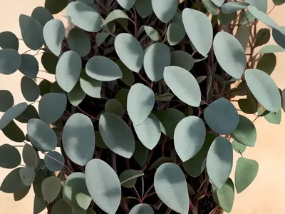 Eucalyptus Kruseana (Bookleaf Mallee)