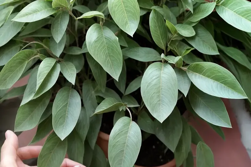 Eucalyptus nicholii (narrow-leaved peppermint) — photo 2