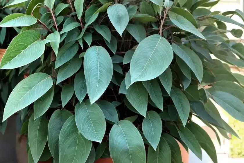 Eucalyptus nicholii (narrow-leaved peppermint) — photo 3