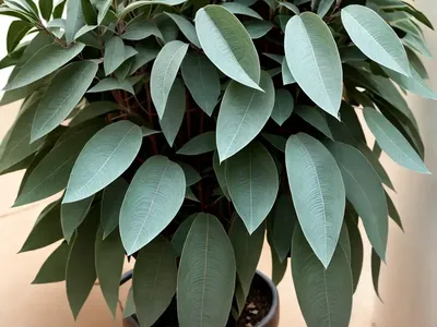 Eucalyptus Nicholii (Narrow-leaved Peppermint)