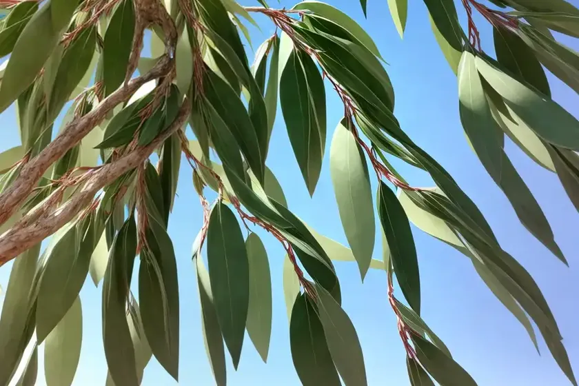 Eucalyptus perriniana (spinning gum) — photo 2