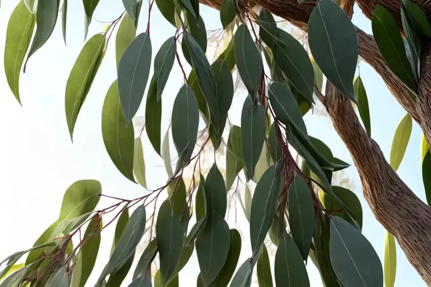 Eucalyptus perriniana (spinning gum) — photo 3